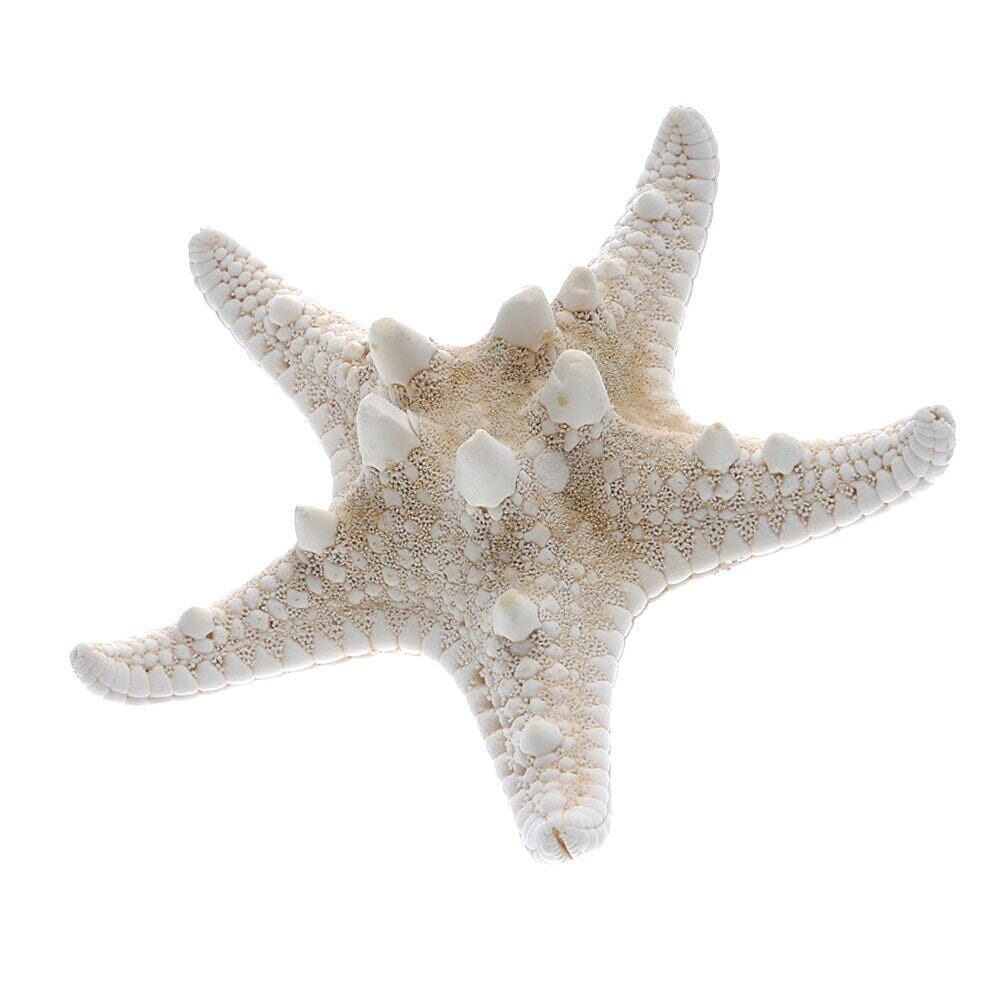 Natural Starfish 2 PC Alligator Hairclip Set, Tropical Wedding Starfish Hairpiece, Hawaii Seashell Star Hairclips, Mermaid Cosplay Headpiece - KaleaBoutique.com